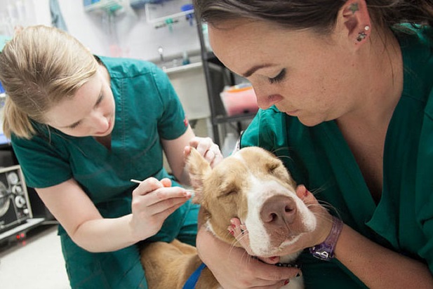 TOP 10 Veterinary Technician Interview Questions and Answers in 2022