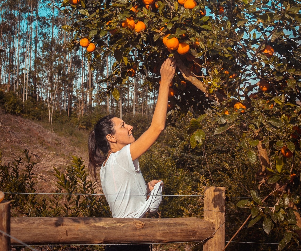 woman picking oranges